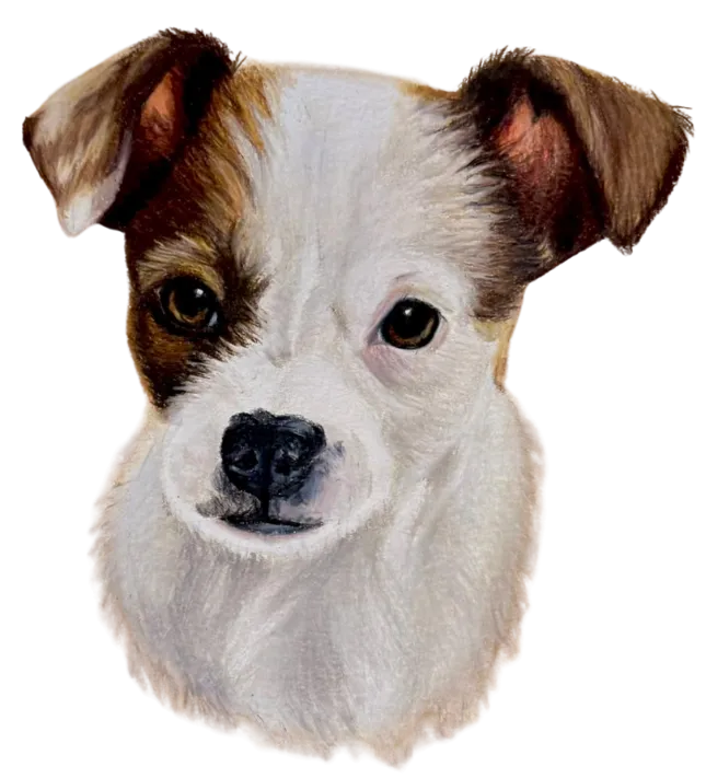 Retrato artístico de animales - Wanda Animalart